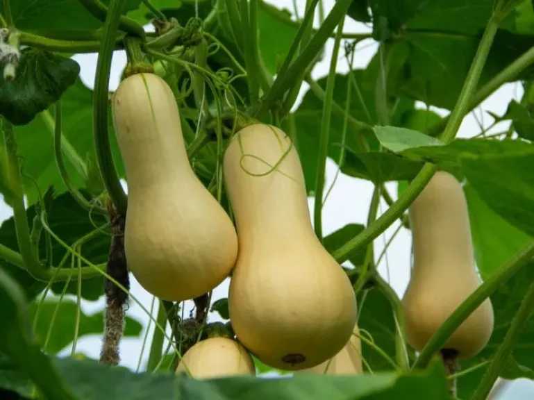 مرأة